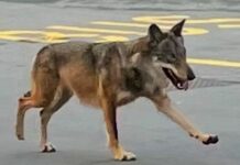 Genova, ancora avvistamenti del Lupo a Pegli Lupo Pegli 26 gennaio 2025