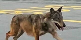 Genova, ancora avvistamenti del Lupo a Pegli Lupo Pegli 26 gennaio 2025