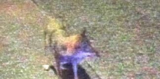 Genova, avvistamenti Lupi, associazione Gaia: gravi le parole di Pilloni Lupo Arenzano Pineta