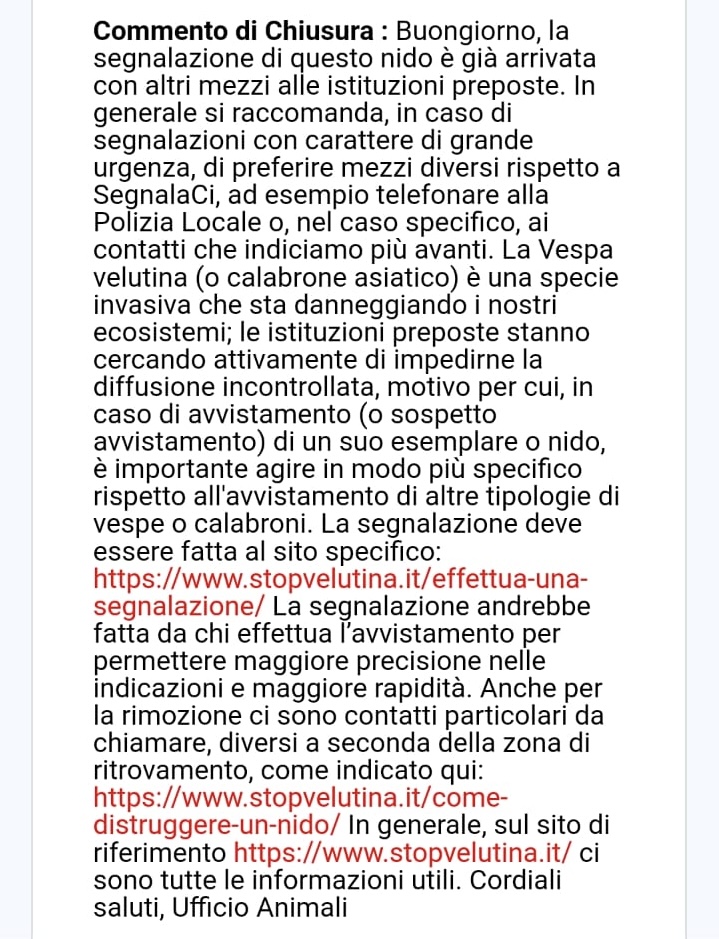 vespa Velutina segnalaci