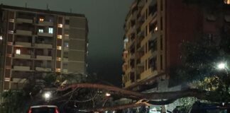 Genova, albero cade sulle auto in sosta a San Gottardo albero caduto San Gottardo 27 gennaio 2025