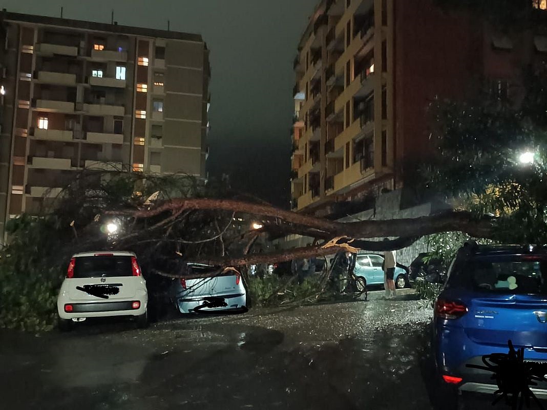 albero caduto San Gottardo 27 gennaio 2025