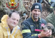 Marmassana, cane resta incastrato in una tana di volpe, salvato da pompieri cane soccorso Marmassana