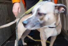 Genova, polizia locale salva cane maltrattato nel Centro Storico cane salvato polizia locale vico vegetti