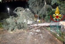 Chiavari, il vento abbatte un albero in via Perissinotti Chiavari albero caduto 26 gennaio 2025