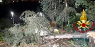 Chiavari, il vento abbatte un albero in via Perissinotti Chiavari albero caduto 26 gennaio 2025