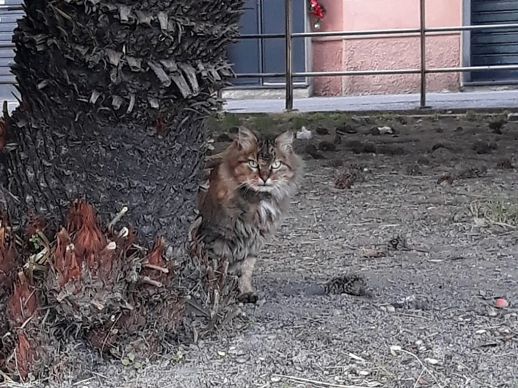 Gatto smarrito Di Negro