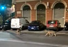 Genova, coppia di Lupi in via Merano a Sestri, sospetti di uno scherzo Lupi sestri ponente cani lupo cecoclovacchi