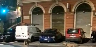 Genova, coppia di Lupi in via Merano a Sestri, sospetti di uno scherzo Lupi sestri ponente cani lupo cecoclovacchi