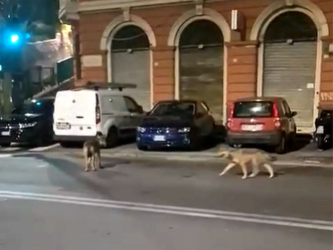 Lupi sestri ponente cani lupo cecoclovacchi