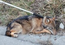 ValBormida, giovane lupo travolto da auto che è fuggita Lupo investito Valbormida