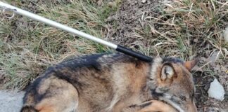 ValBormida, giovane lupo travolto da auto che è fuggita Lupo investito Valbormida