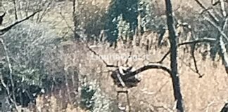 Genova, nido di Vespa velutina in via Mogadiscio, arrivano i Vigili del Fuoco nido velutina via Mogadiscio 26 gennaio 2025