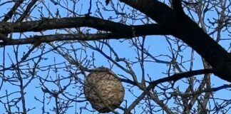 Vespa velutina a Genova, scoperto nido a Borgoratti Nido vespa velutina via Cianciullo Borgoratti Genova gen 2025