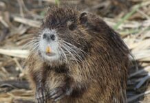 La Liguria dichiara guerra alle nutrie, obiettivo lo sterminio Nutria nutrie