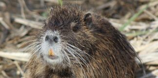 La Liguria dichiara guerra alle nutrie, obiettivo lo sterminio Nutria nutrie
