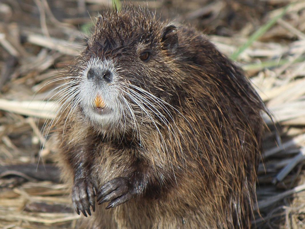 Nutria nutrie