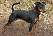 Arenzano, pinscher scappa da giardino e finisce in Autostrada pinscher nero cane