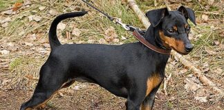 Arenzano, pinscher scappa da giardino e finisce in Autostrada pinscher nero cane