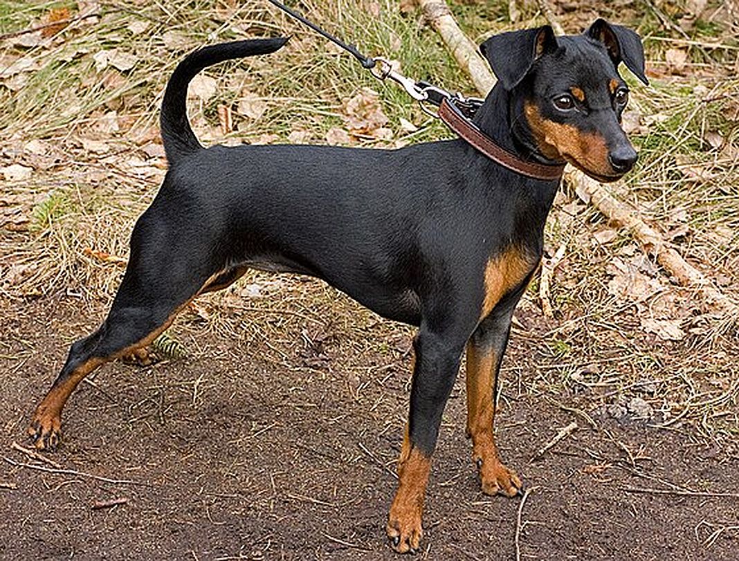 pinscher nero cane