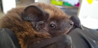 A Genova molti salvataggi di pipistrelli per il clima pipistrello nottola