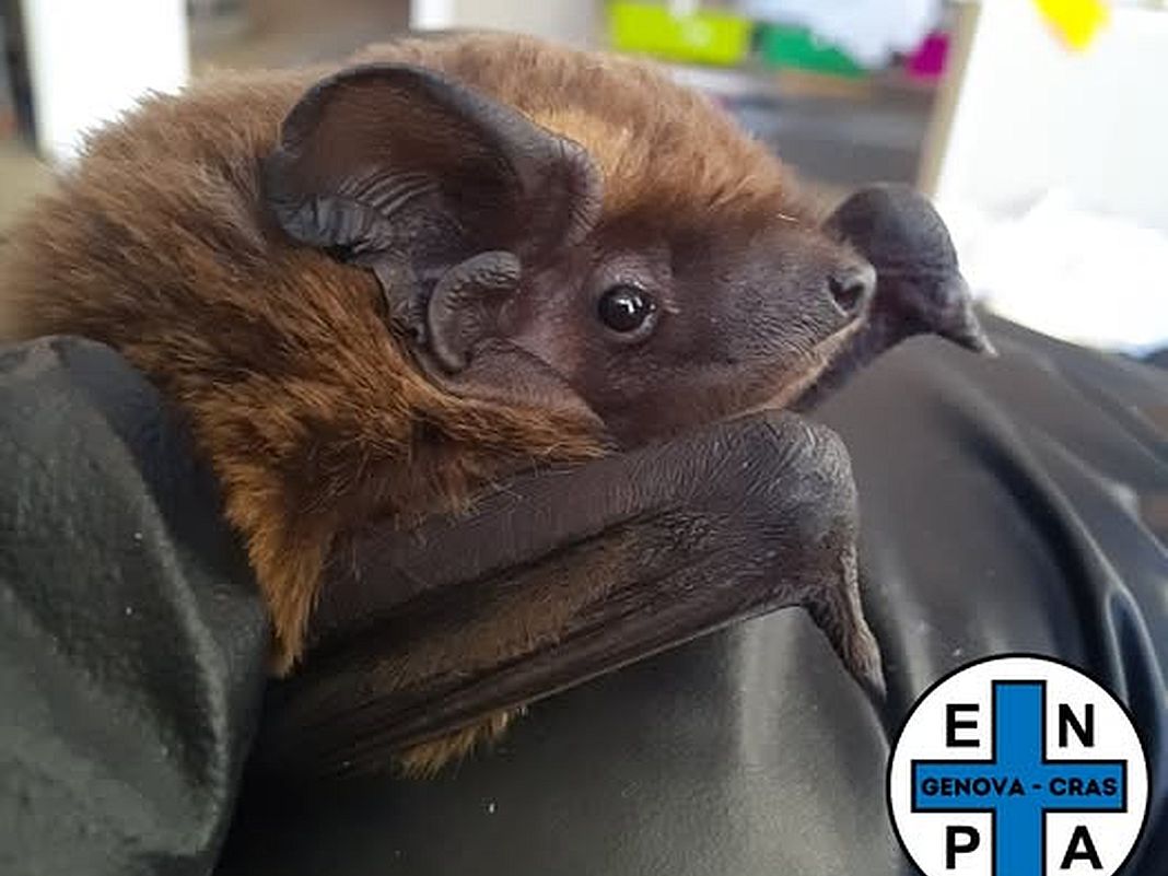 pipistrello nottola 