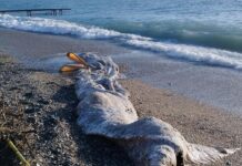 Santa Margherita Ligure, la carcassa di una balenottera sulla spiaggia Santa Margherita carcassa balenottera capodoglio balena