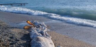 Santa Margherita Ligure, la carcassa di una balenottera sulla spiaggia Santa Margherita carcassa balenottera capodoglio balena