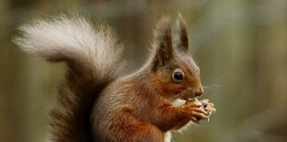 Genova, scoiattoli rossi ai Parchi di Nervi, Gaia: progetto irrealizzabile scoiattolo rosso