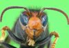 Vespa velutina