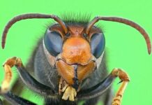 Ceriana, ancora una persona morta per la puntura di una vespa Vespa velutina