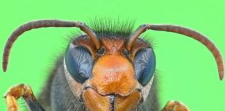 Vespa killer velutina, a Genova trovato un nido in pieno centro Vespa velutina