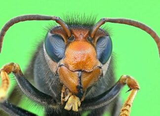Vespa velutina