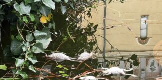 Arenzano, moria di rospi e tartarughe nei laghetti del parco Arenzano, rospi morti laghetti