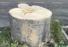 Castelletto, albero abbattuto in corso Paganini, residenti chiedono spiegazioni albero abbattuto Castelletto