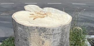 Castelletto, albero abbattuto in corso Paganini, residenti chiedono spiegazioni albero abbattuto Castelletto