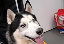 Genova, husky sale sul treno alla stazione di Prà, trovati sui social i padroni cane treno Pra'
