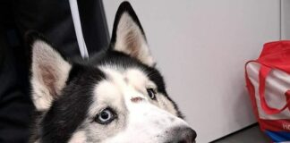 Genova, husky sale sul treno alla stazione di Prà, trovati sui social i padroni cane treno Pra'