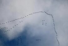 Stormi di gru in volo nel cielo della Liguria, stanno migrando gru migrazione liguria