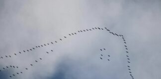 Stormi di gru in volo nel cielo della Liguria, stanno migrando gru migrazione liguria