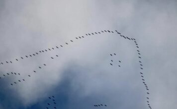 gru migrazione liguria