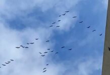 Migliaia di gru in volo nei cieli della Liguria Gru passaggio cielo