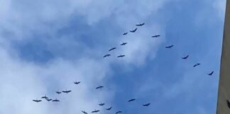 Migliaia di gru in volo nei cieli della Liguria Gru passaggio cielo