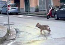 Genova, giovane Lupo avvistato a Multedo lupo Multedo Genova