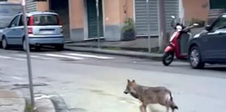 Genova, giovane Lupo avvistato a Multedo lupo Multedo Genova