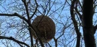 Genova, trovato nido di Vespa velutina a Quarto in via Romana di Castagna nido vespa velutina Quarto Castagna Genova