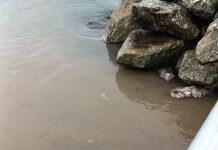 Pegli, scarichi fognari al Molo Archetti e puzza nauseante Pegli scarico fogna molo Archetti