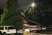 Sestri Levante, albero cade nel parcheggio dell’ospedale sestri levante albero caduto 11 febbraio 2025