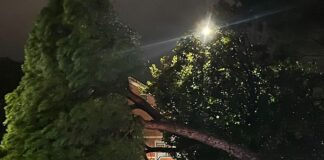 Sestri Levante, albero cade nel parcheggio dell’ospedale sestri levante albero caduto 11 febbraio 2025