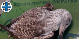 Genova, gabbiano ucciso a colpi di fucile ad aria compressa a Sampierdarena: la denuncia dell’Enpa